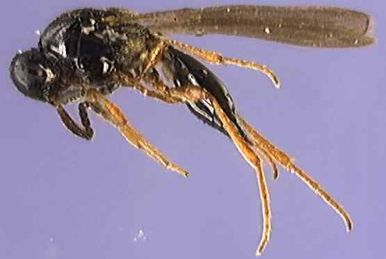 Platygasteridae 3